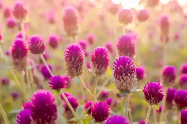 globe amaranth in garden sunlight