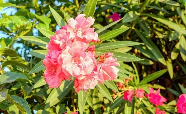 Designing with Danger: Incorporating Oleander into Your Landscape
