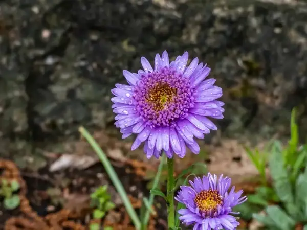 alpine aster flower close-up
