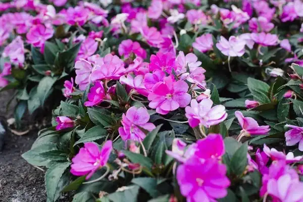 garden balsam flowers in bloom