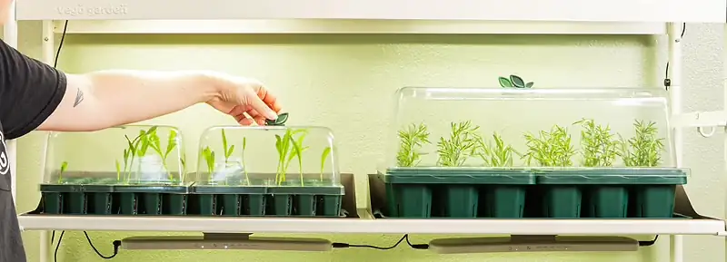 schefflera humidity dome setup