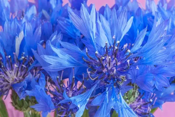 The Language of Cornflowers: Love, Patience, and Single Blessedness