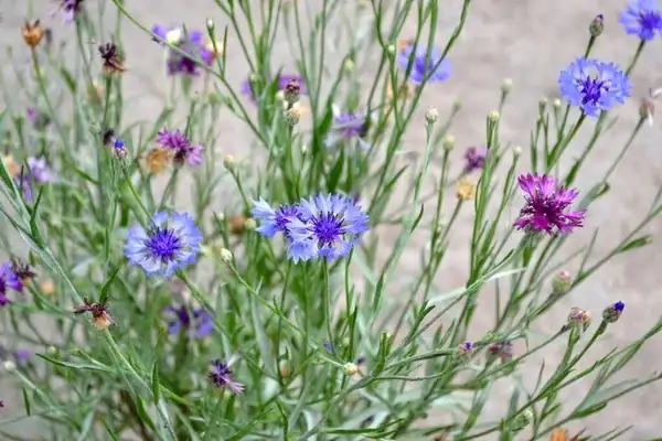 Companion Planting with Cornflowers: Boosting Your Garden Biodiversity