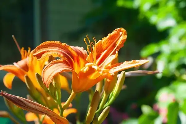 The Language of Daylilies: Symbolism and Cultural Significance