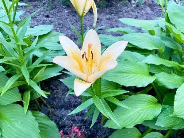 Companion Planting with Daylilies: Create a Resilient Garden