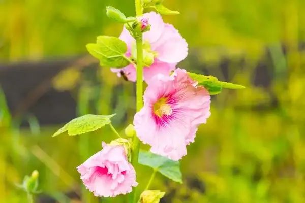 mallow plant leaves and flowers close-up