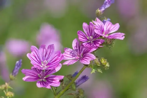 common mallow close-up blooms