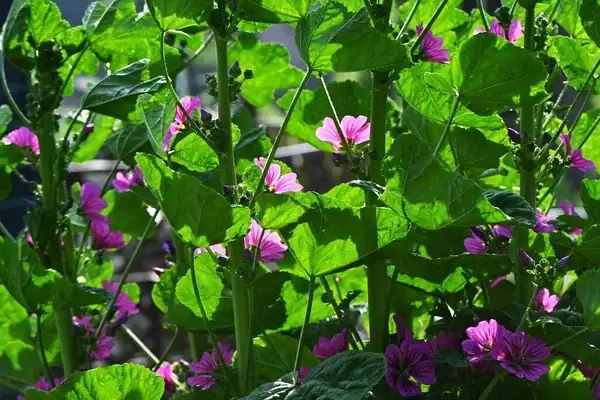 Edible Delights: Cooking with Common Mallow