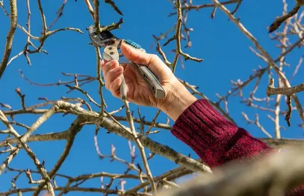 Prune Like a Pro: Avoiding Common Mistakes to Keep Your Plants Thriving