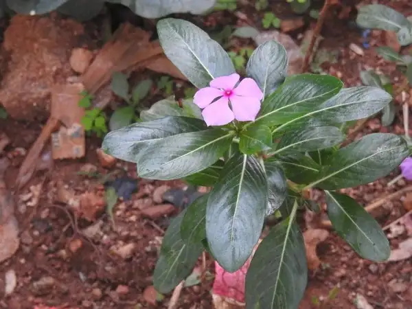 Madagascar periwinkle in pot with sunlight