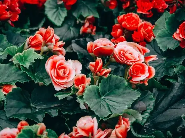 Begonias in Bloom: Exploring the Rich Symbolism and Flower Language