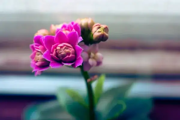 Kalanchoe blossfeldiana flowers close-up
