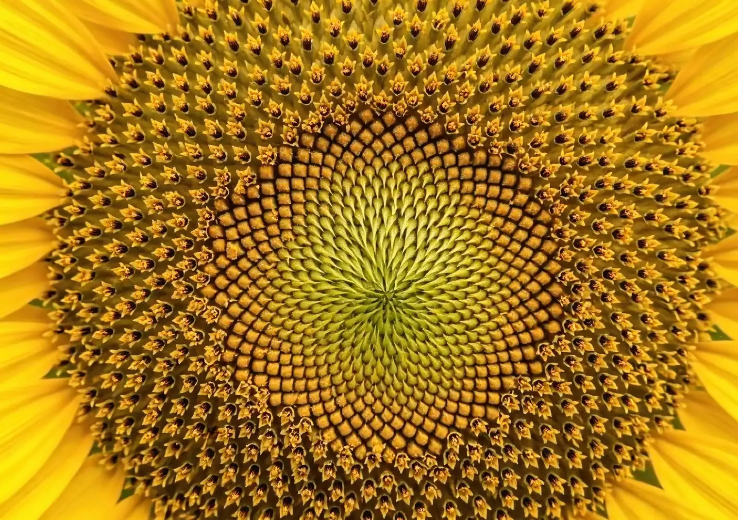 sunflower head spiral macro