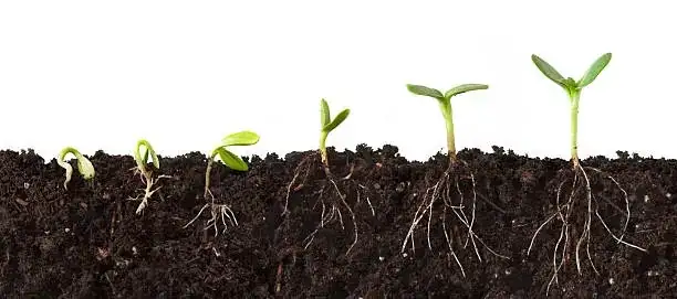 sunflower root system soil profile