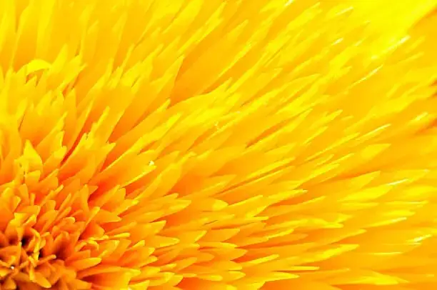 double petal sunflower close-up