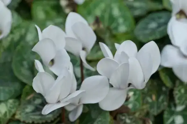 cyclamen tuber exposed repotting