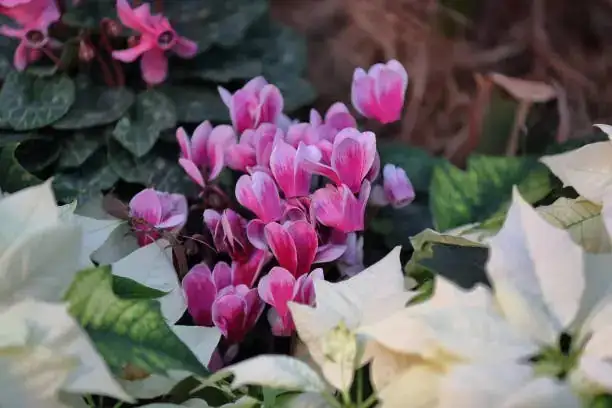 The Invisible Enemy: Catch Cyclamen Mites Before They Wreck Your Winter Display