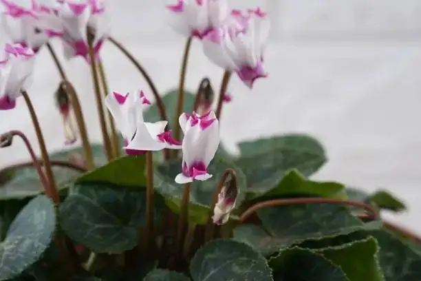 cyclamen persicum bottom watering saucer