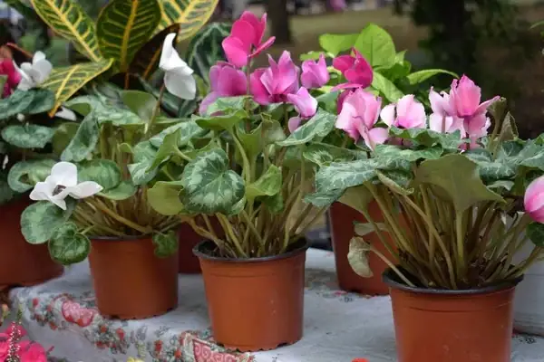 cyclamen red white pink purple pots