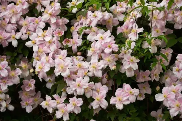 clematis mulched base shade