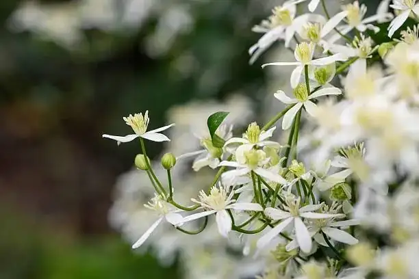 Flower Language of Clematis: Why ‘Mental Beauty’ Took Root—from Victorian Floriography to Modern Huayu (花语)