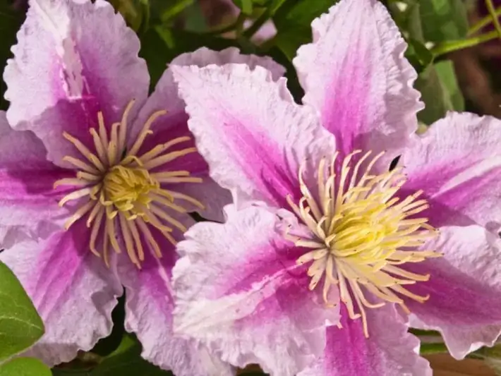 clematis large-flowered hybrid close-up
