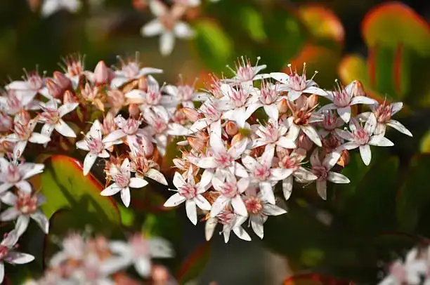 jade plant winter flowers close-up