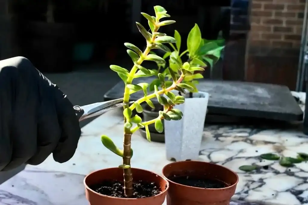 jade plant stem cutting planting