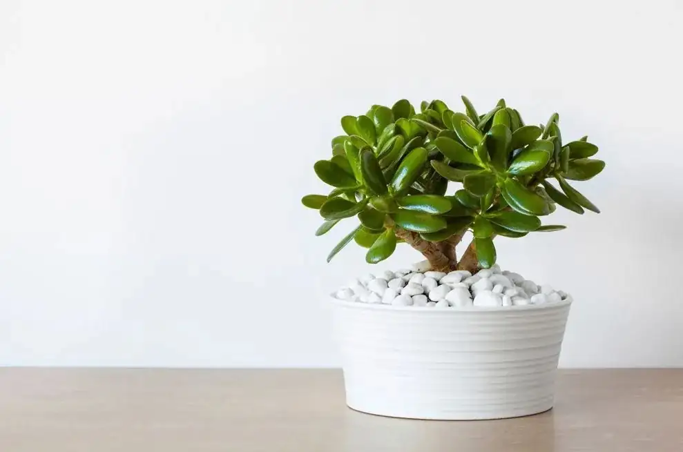 Money Plant vs. Money Tree: Jade (Crassula ovata) or Pachira aquatica—Which Should You Buy?