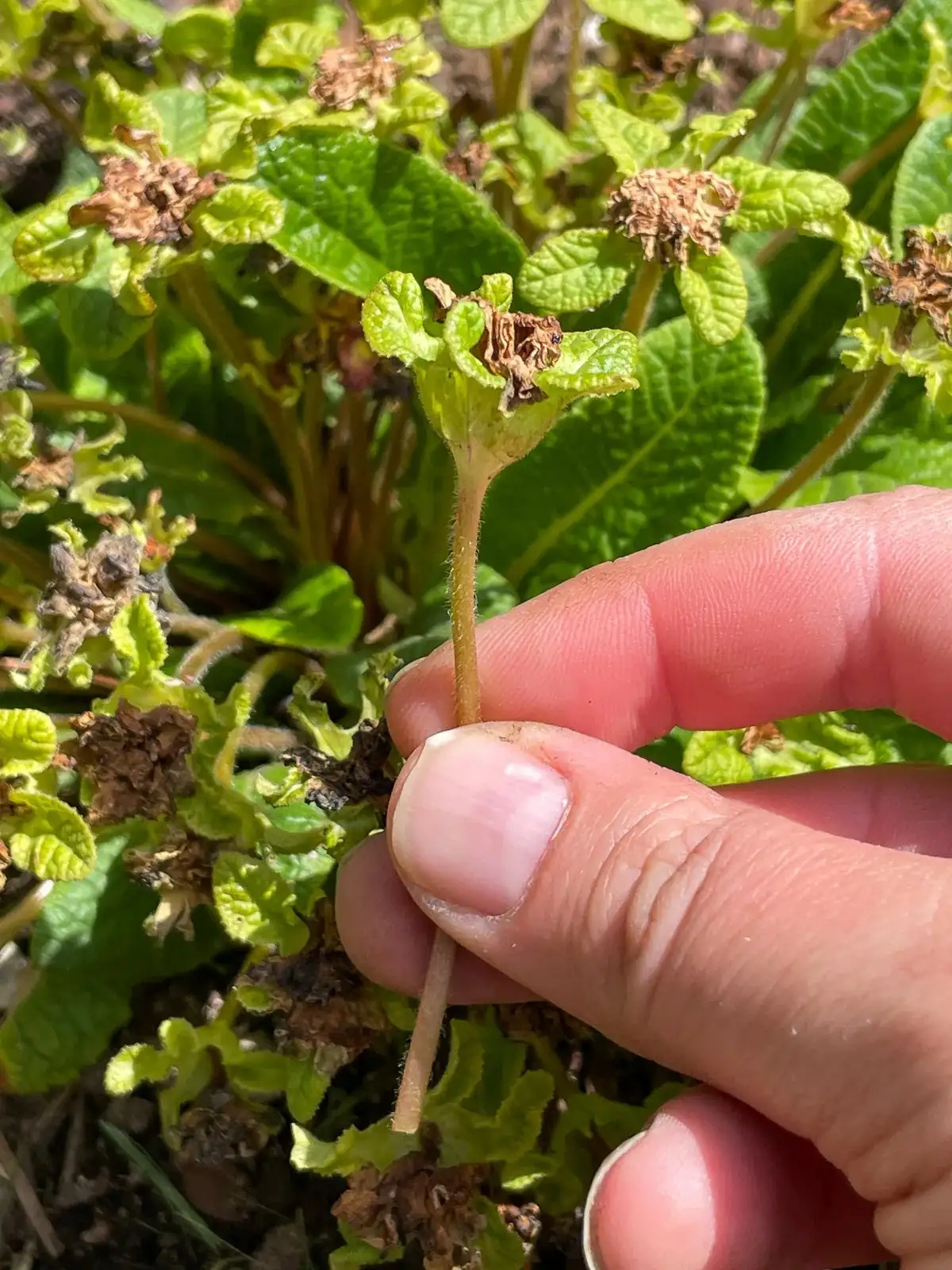 primrose deadheading hand pruners
