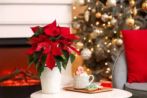 Why the Christmas Star Speaks of Joy: Poinsettia Symbolism, Flower Language (花语), and Feng Shui
