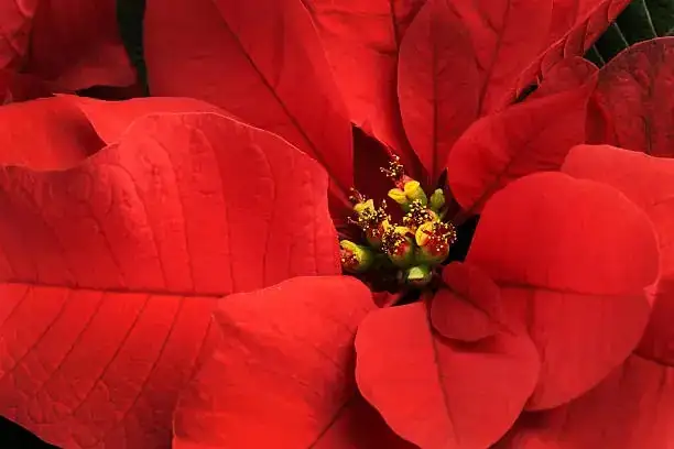 poinsettia bracts flower close-up