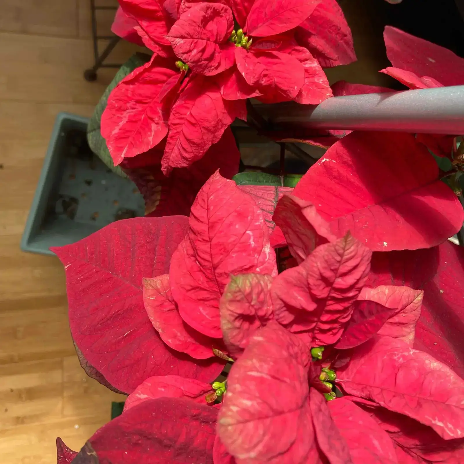 poinsettia pinch pruning