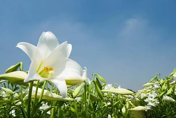 From Hera’s Milk to Ming Gardens: The Wild Journeys and Hybrid Revolutions of True Lilies