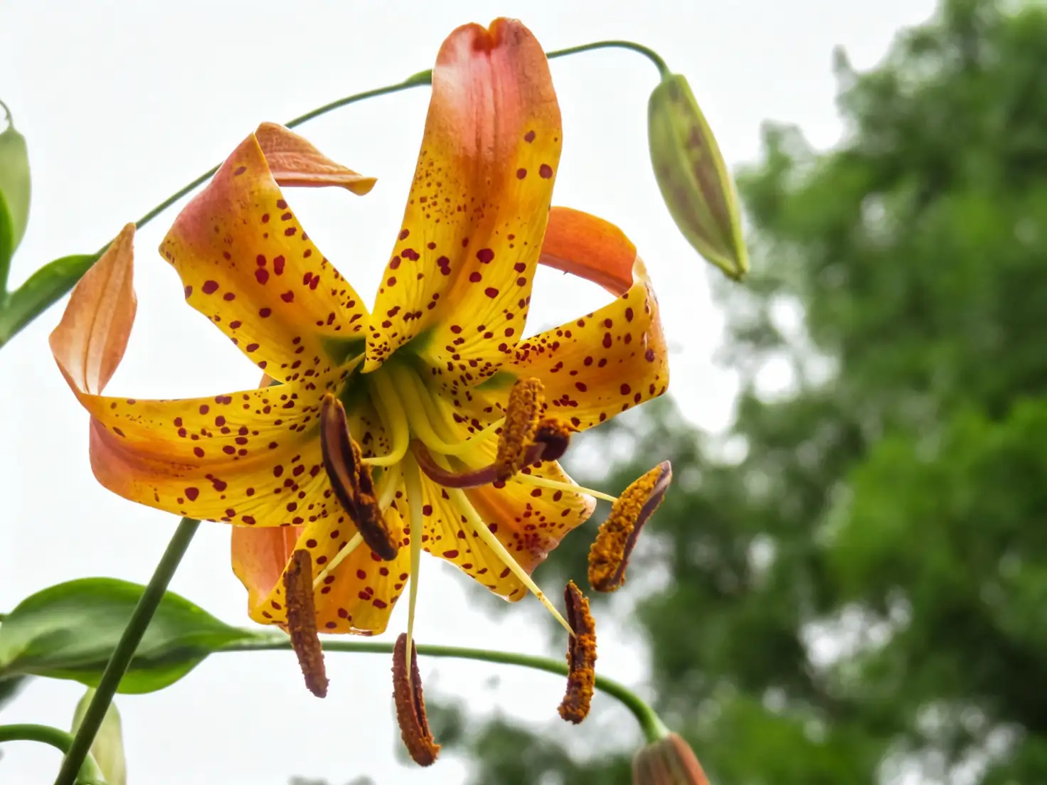 turk's cap lily close-up
