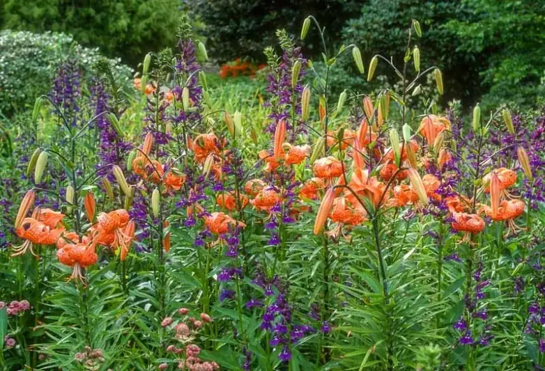 Your Month-by-Month Lily Calendar: Plant, Feed, Stake, and Rest Like a Pro