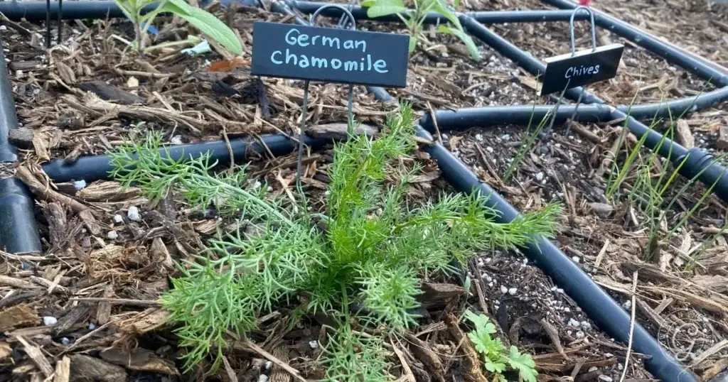 chamomile seedlings transplant spacing bed