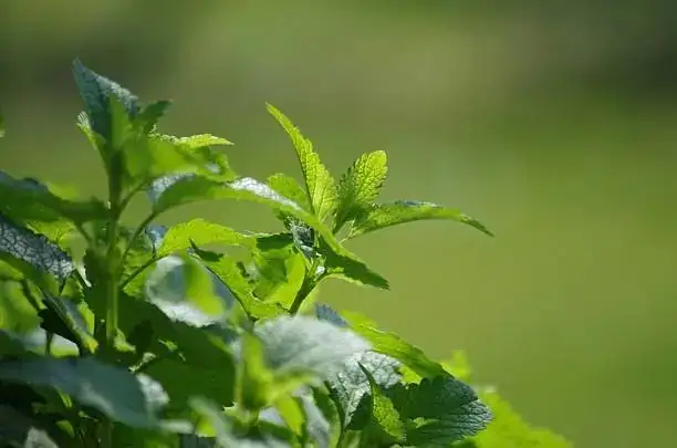 chamomile mint lemon balm blend
