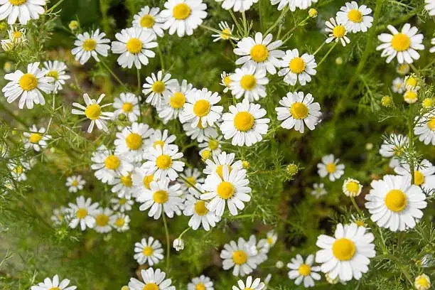 German chamomile flower harvest basket