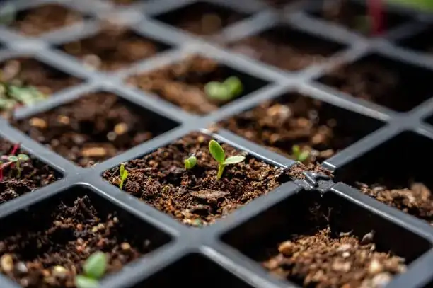 chamomile seeds surface sowing tray