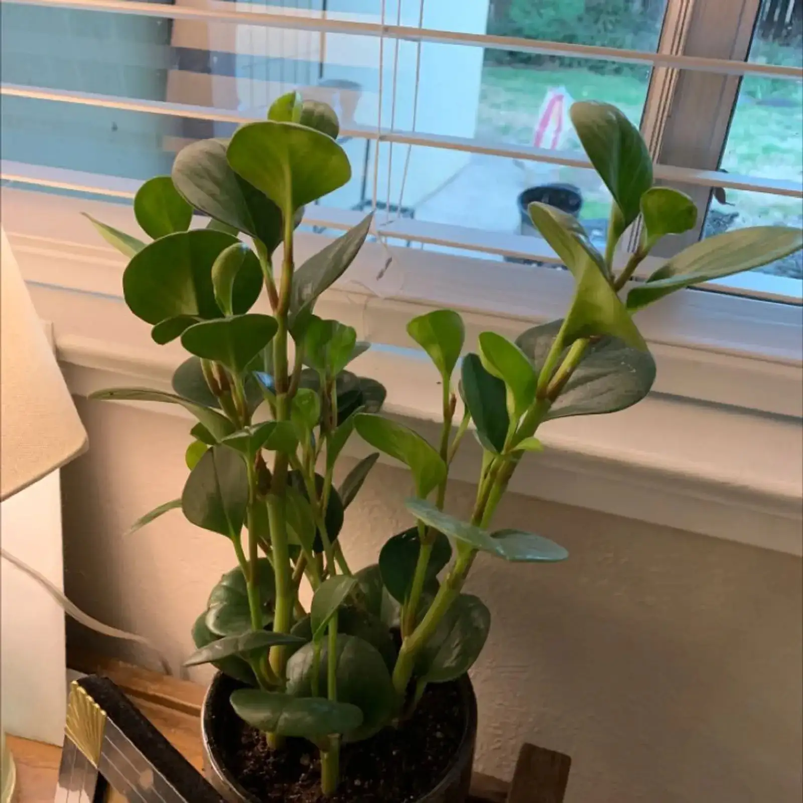 Watering Like a Pro: The 2-Inch Test That Keeps Baby Rubber Plants Perfectly Plump