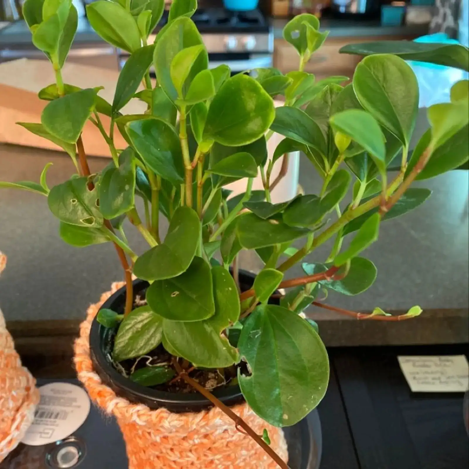 baby rubber plant finger soil test