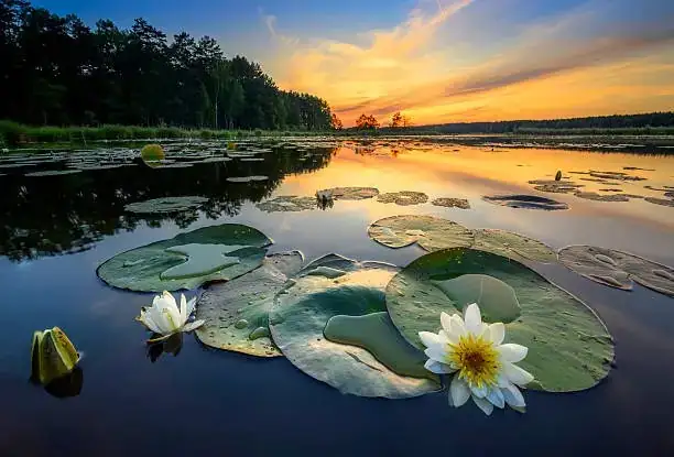 blue water lily Nile sunrise