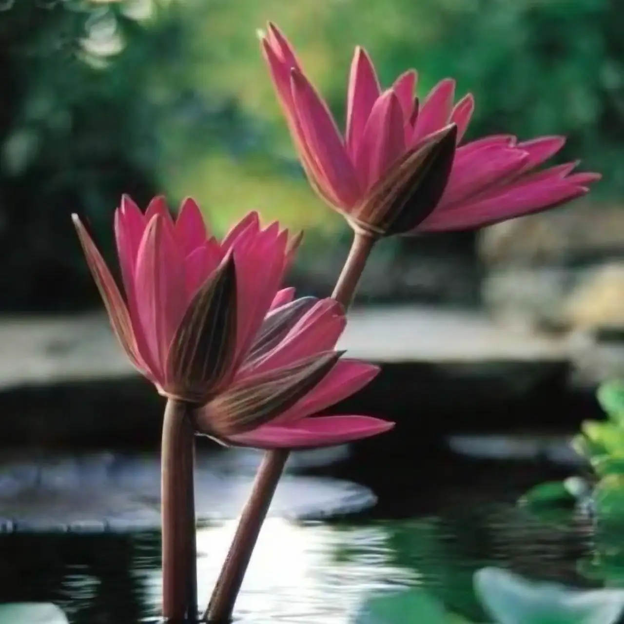 Nymphaea Red Flare night bloom