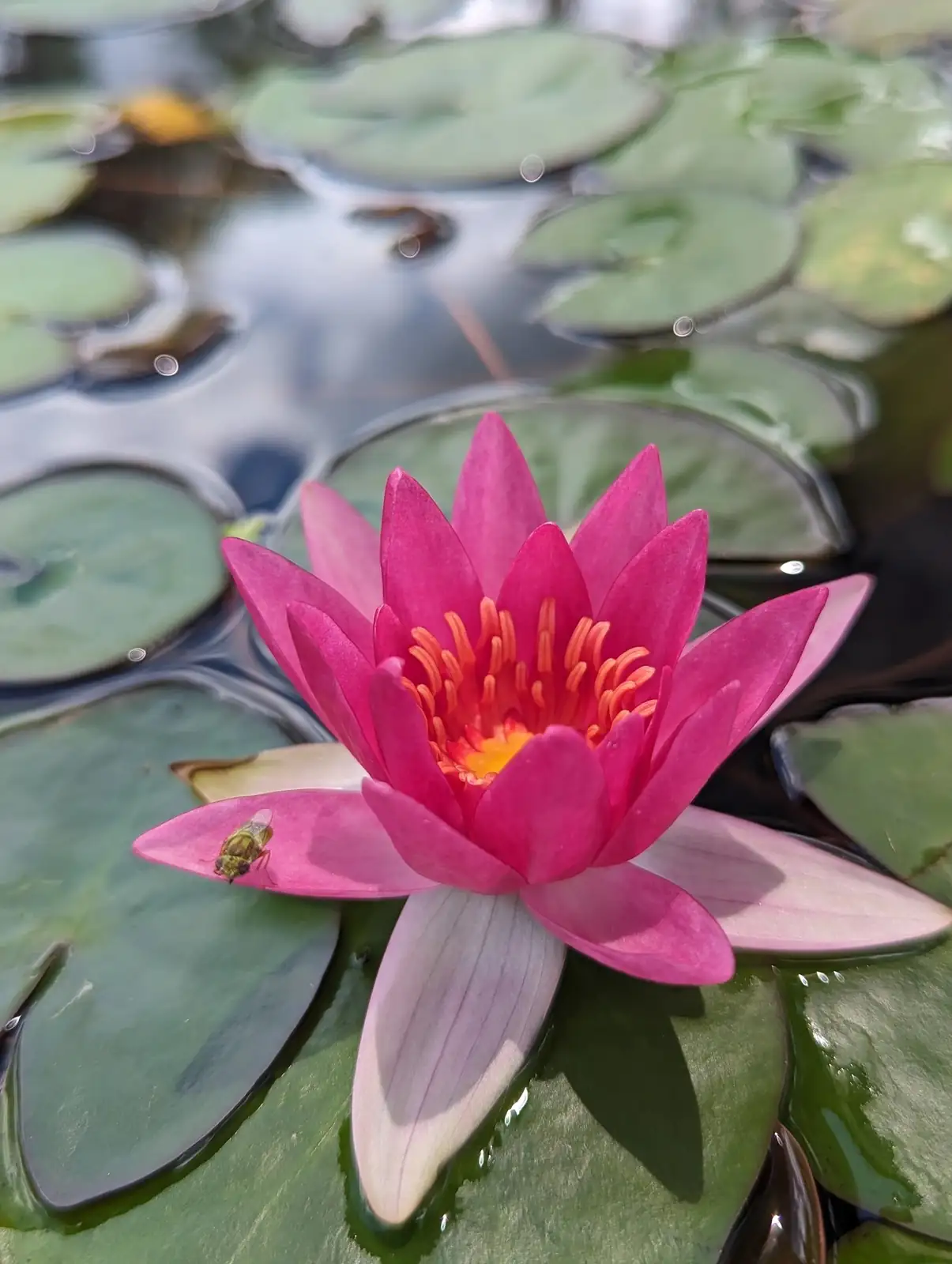 hardy water lily floating bloom