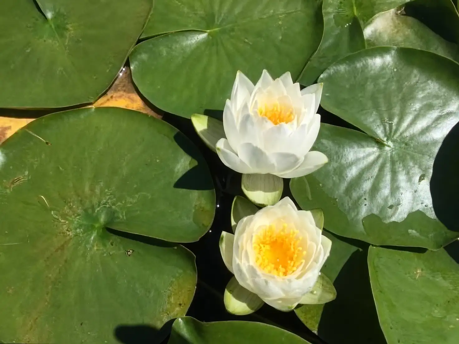 water lily leaf notch close up