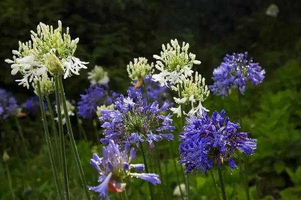 Not from the Nile! How a South African Wildflower Conquered 17th‑Century Europe