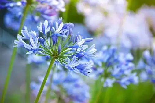 agapanthus africanus European orangery greenhouse