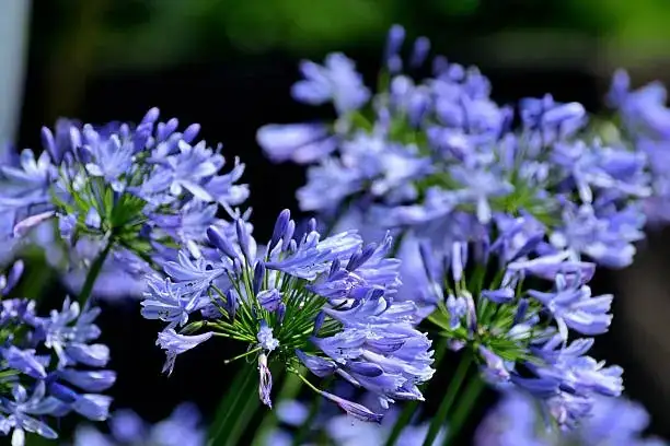 agapanthus flower umbel close up