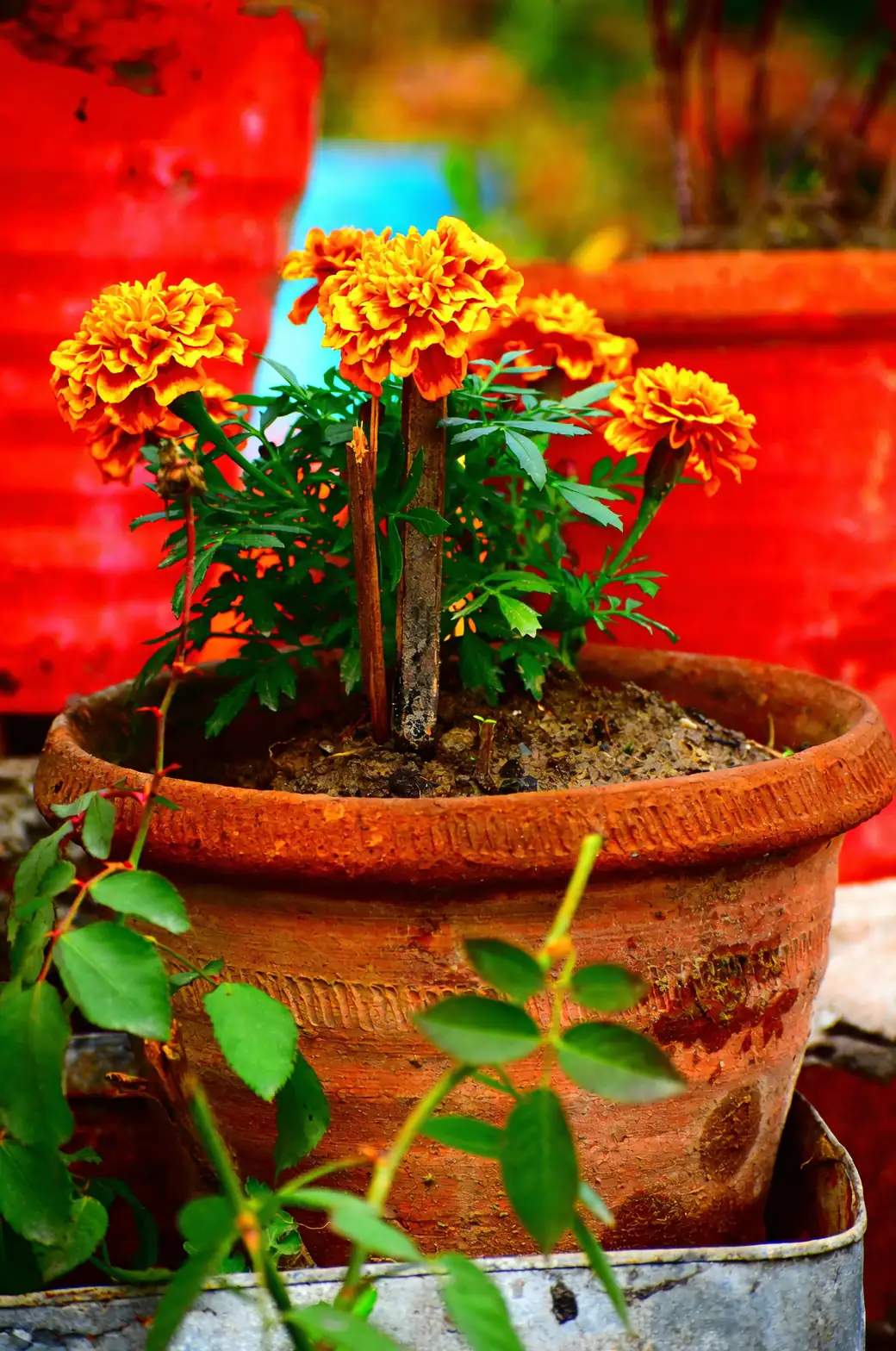 african marigold container patio pots